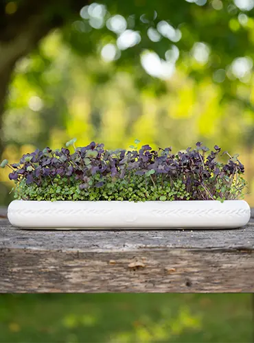 Anzuchtschale bei der modernen Kräuterhexe kaufen