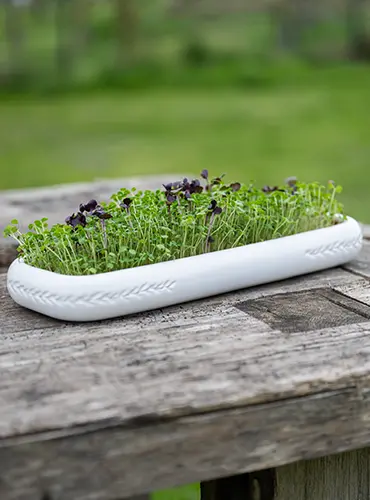 Kresseschale Anzuchtschale