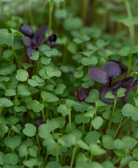Microgreens kaufen