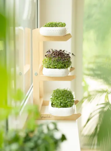 Microgreens kaufen bei Sprossenliebe Microgreens